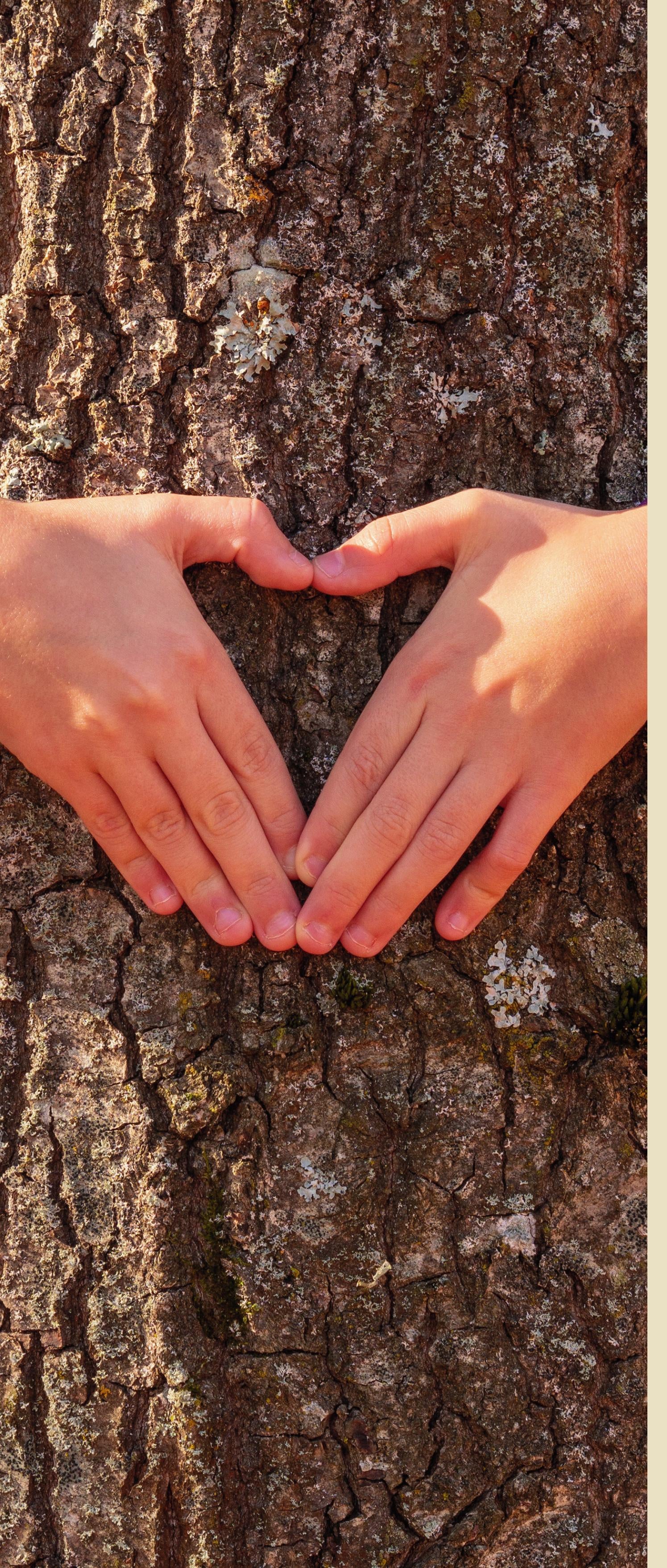 Human hands forming a heart shape around tree bark in sunlight