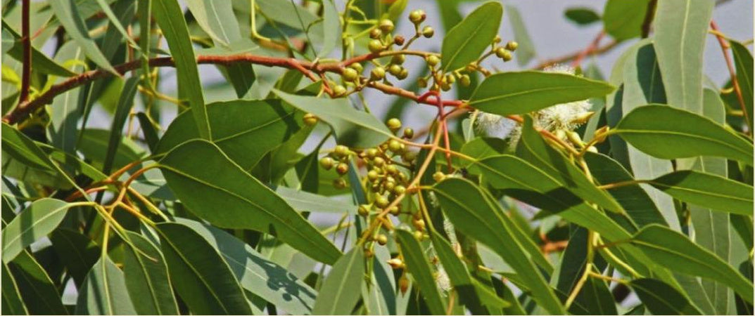 Lemon Eucalyptus botanical source for PMD active ingredient
